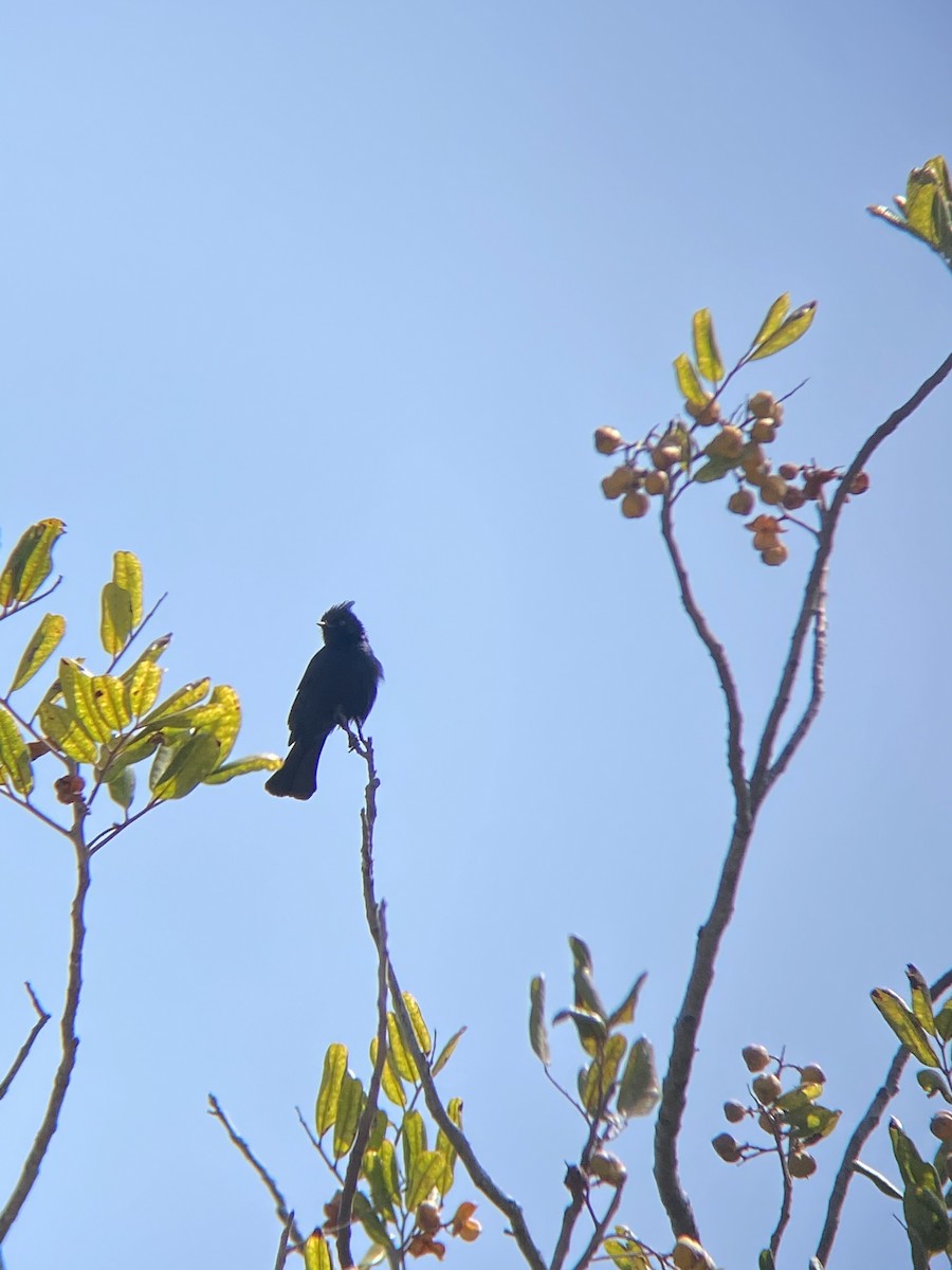 Phainopepla - ML638782358