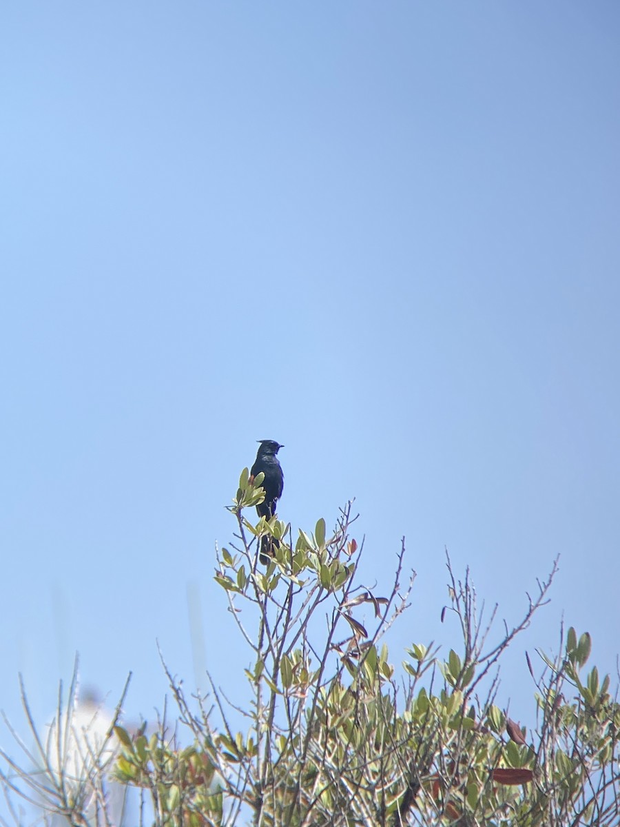 Phainopepla - ML638782359