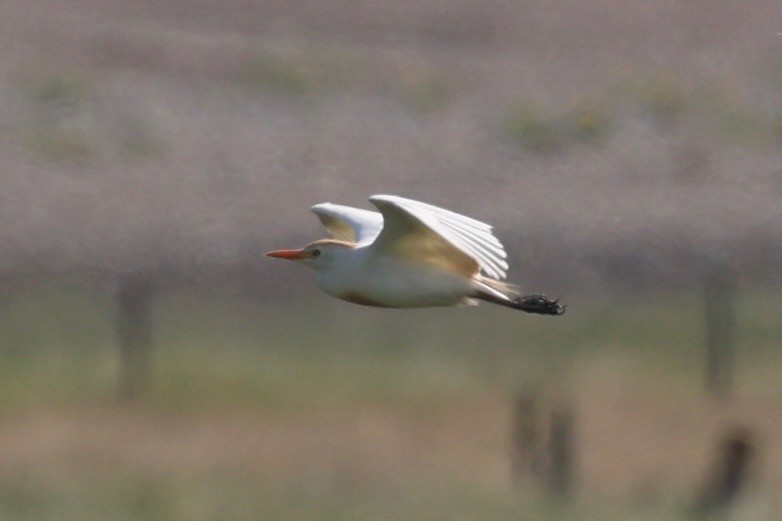 Western Cattle-Egret - ML638782363