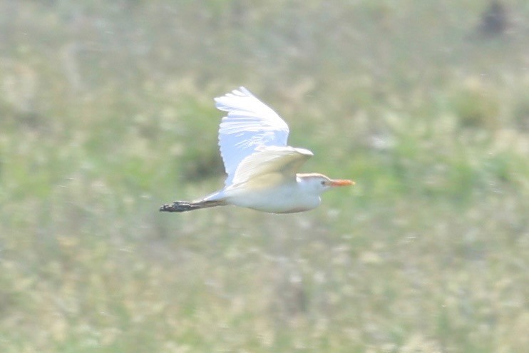 Western Cattle-Egret - ML638782365