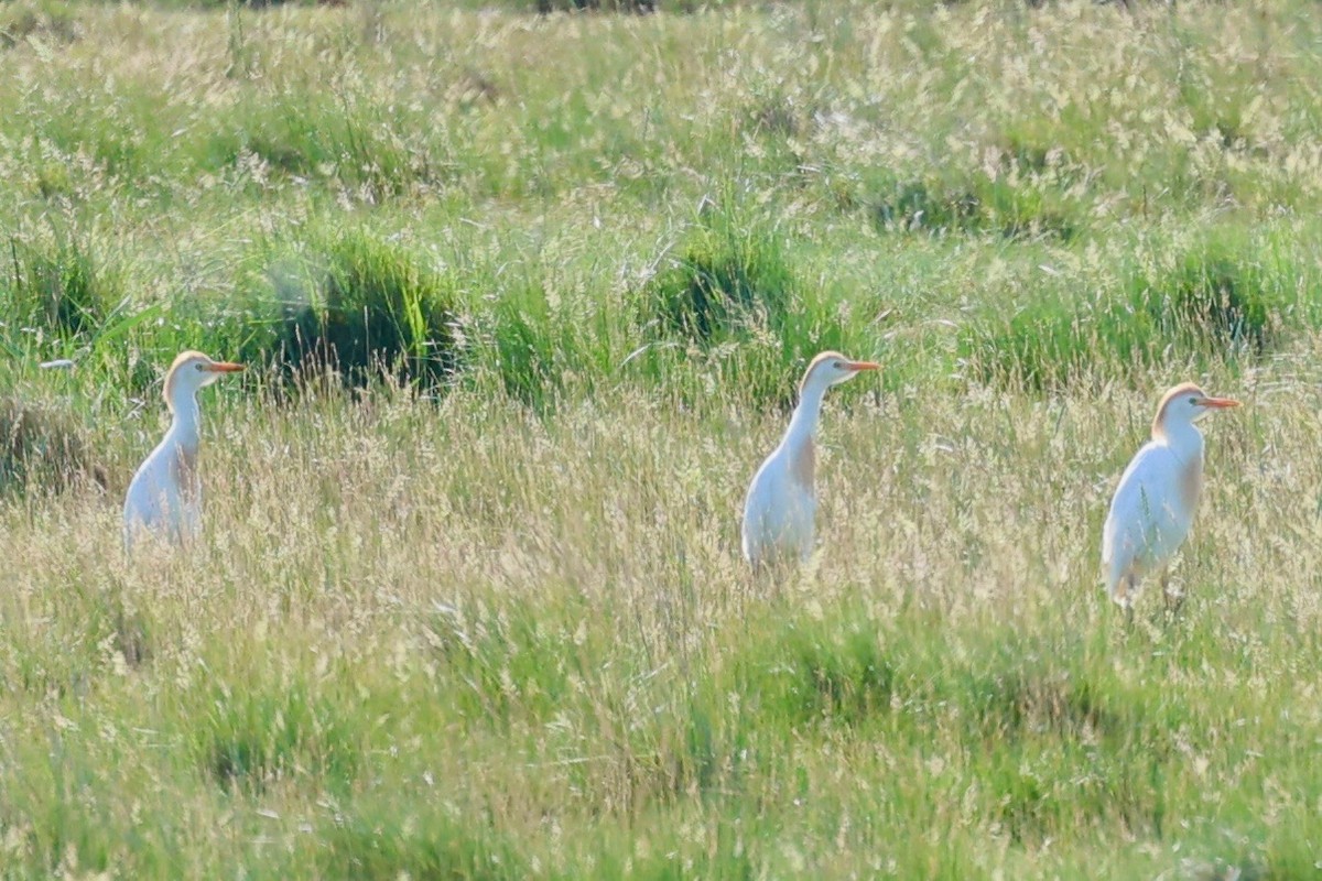 Western Cattle-Egret - ML638782366