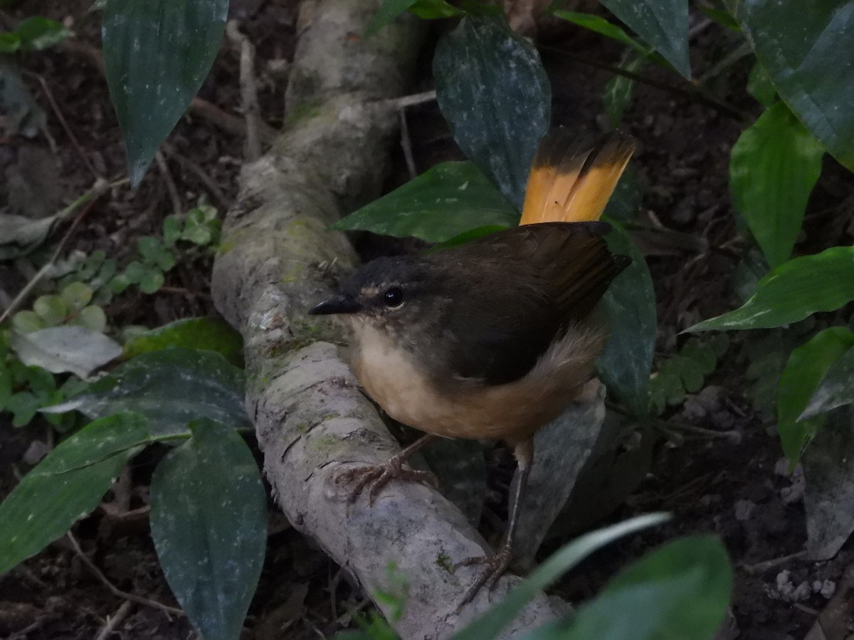 Buff-rumped Warbler - ML638782367