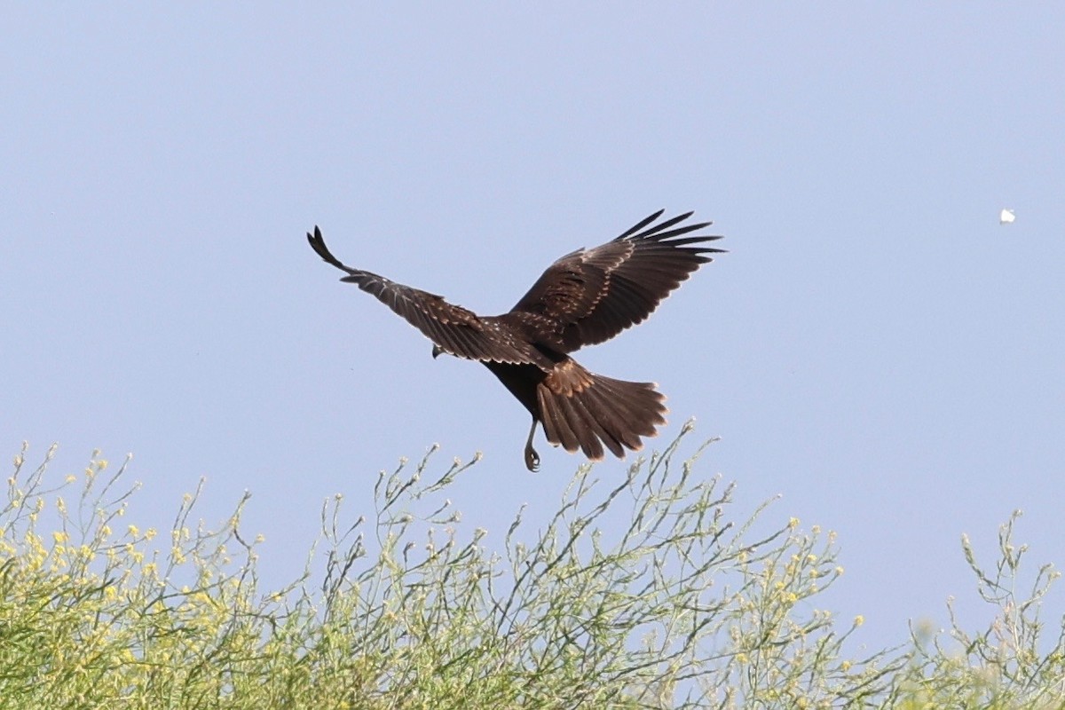 Western Marsh Harrier - ML638782369
