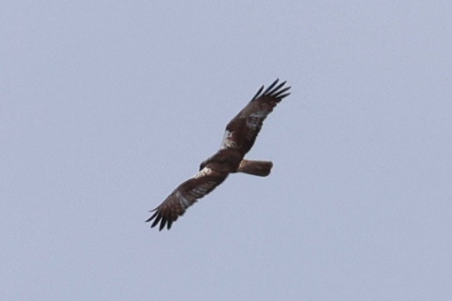 Western Marsh Harrier - ML638782371