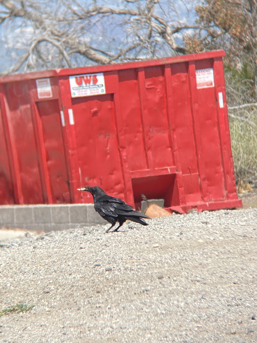 Common Raven - ML638782373