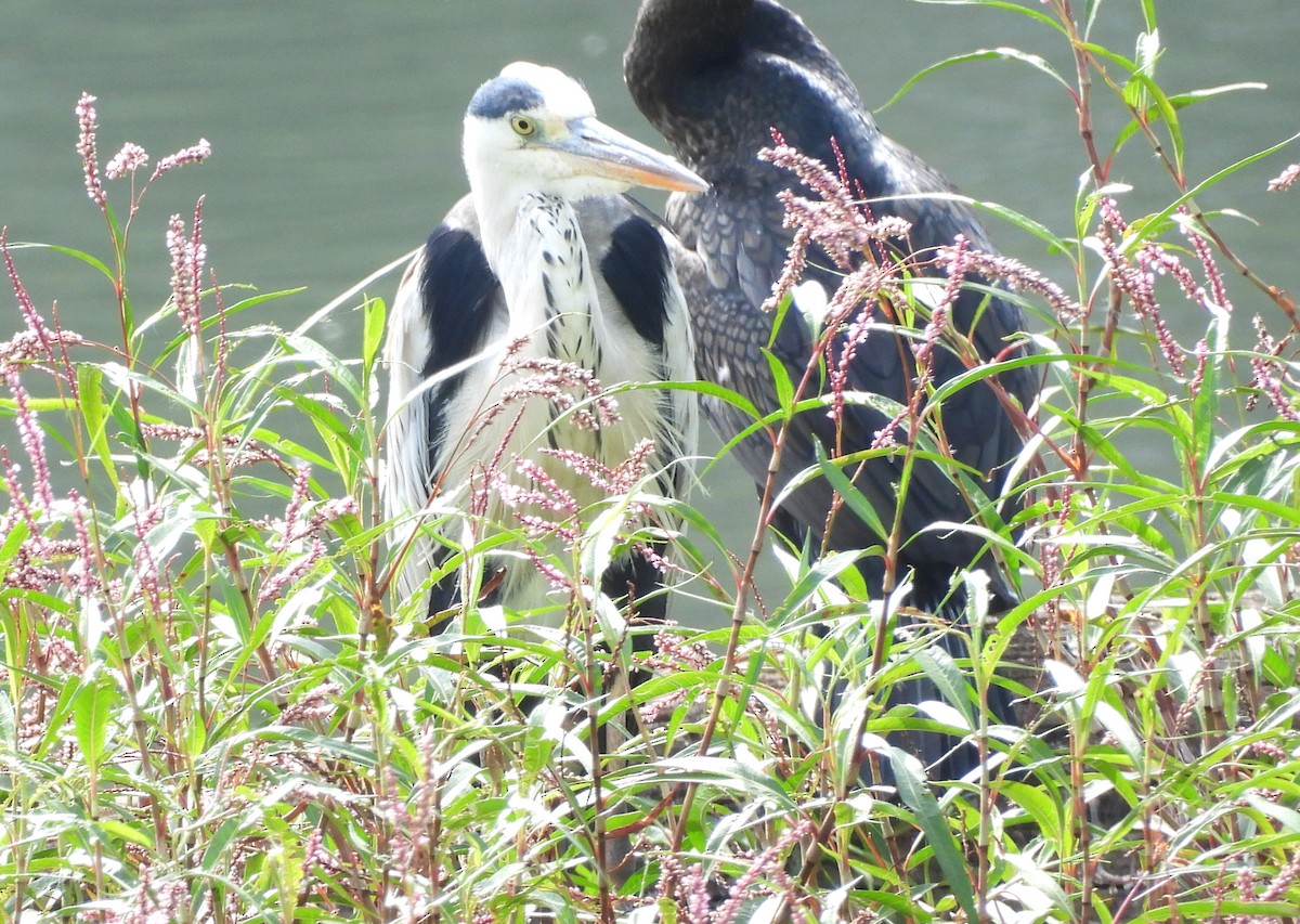 Gray Heron - ML638782375