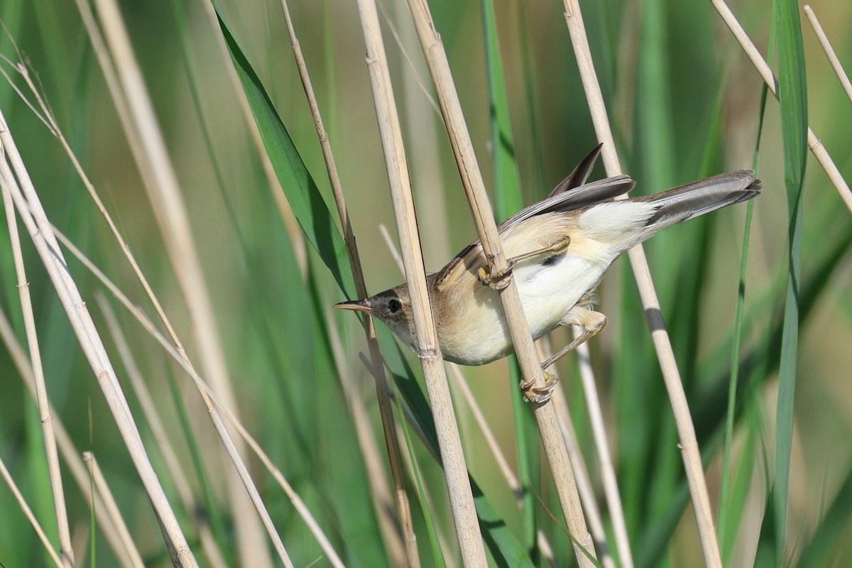 Common Reed Warbler - ML638782379