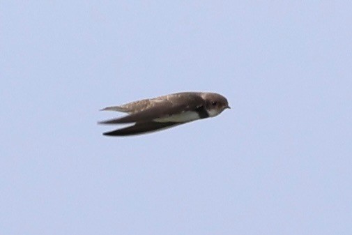Bank Swallow - ML638782387