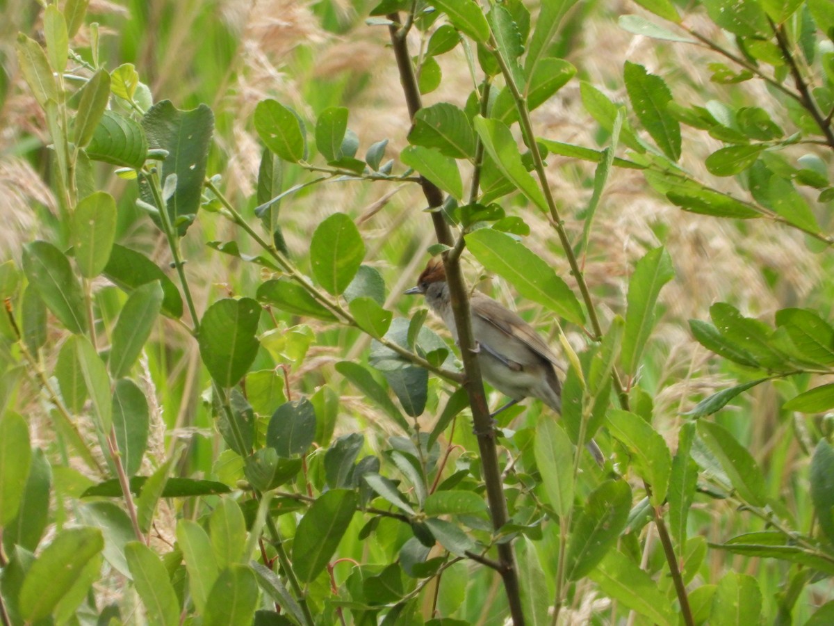 Mönchsgrasmücke - ML638782491