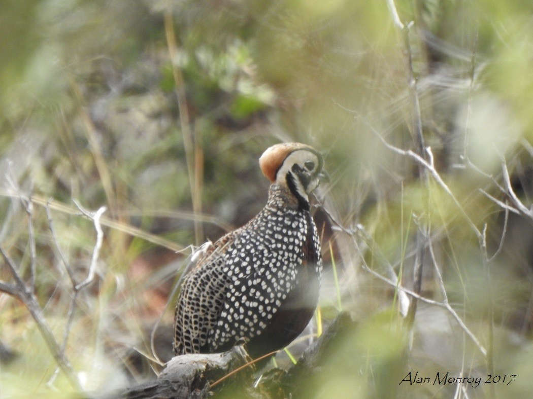 Montezuma Quail - ML63878251