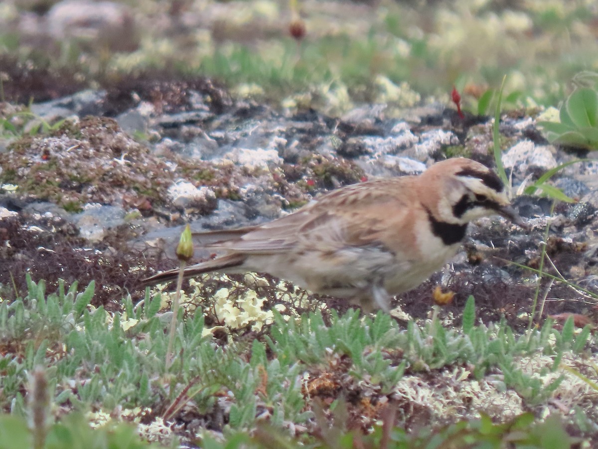 Horned Lark - ML638782529