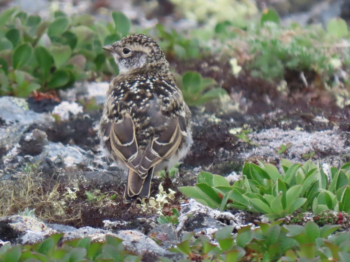 Horned Lark - ML638782530