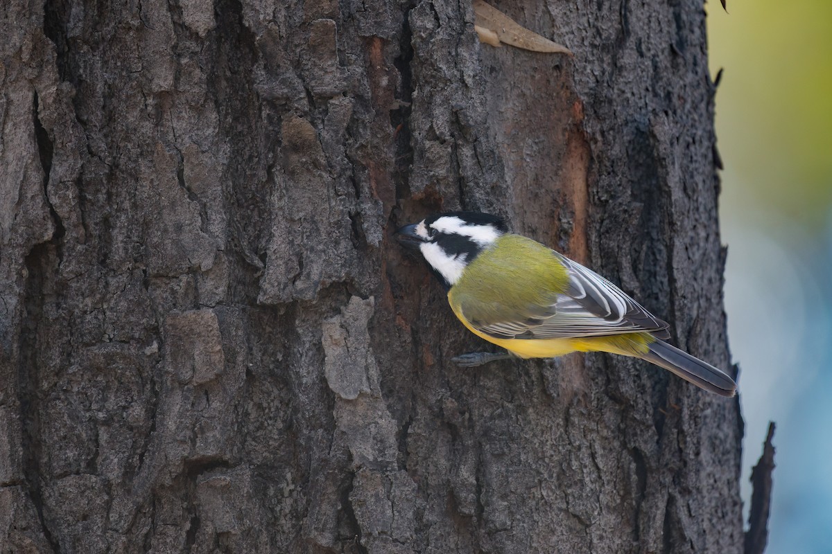 Eastern Shrike-tit - ML638782539