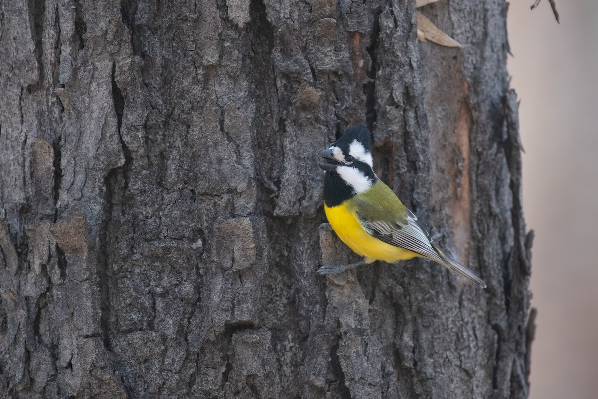 Eastern Shrike-tit - ML638782554