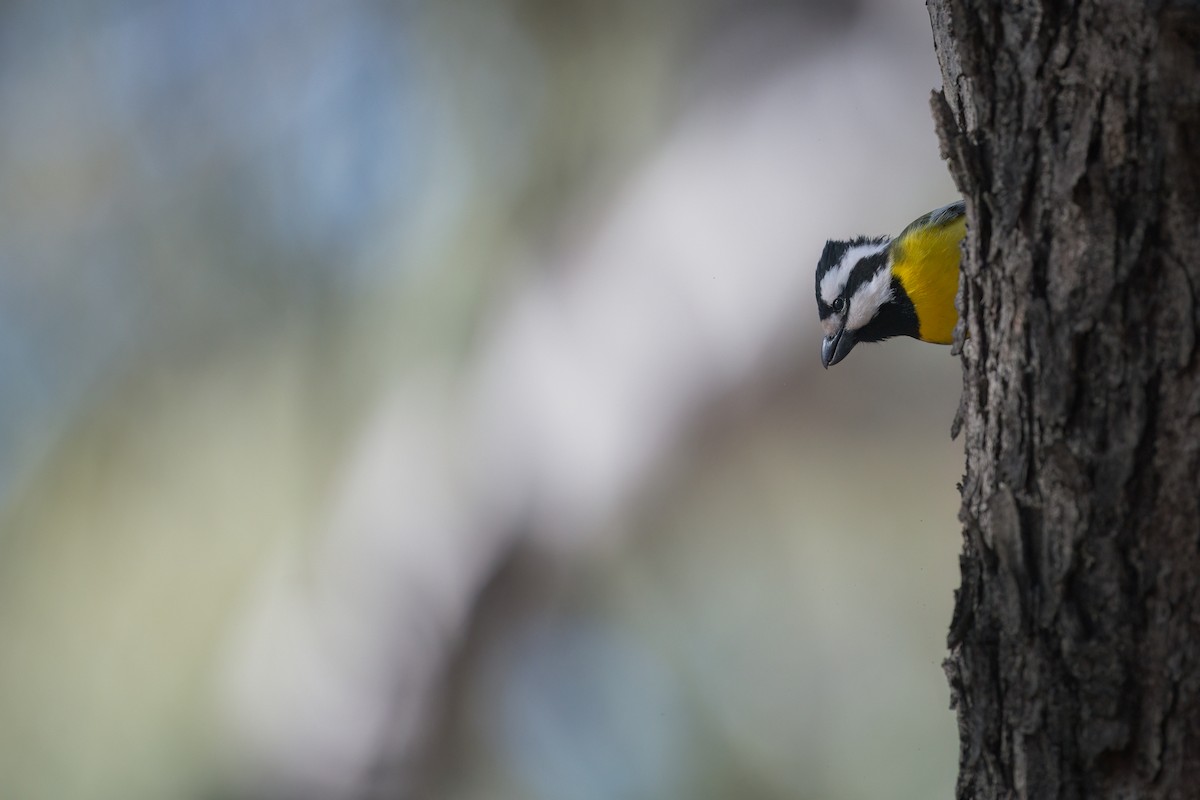 Eastern Shrike-tit - ML638782586