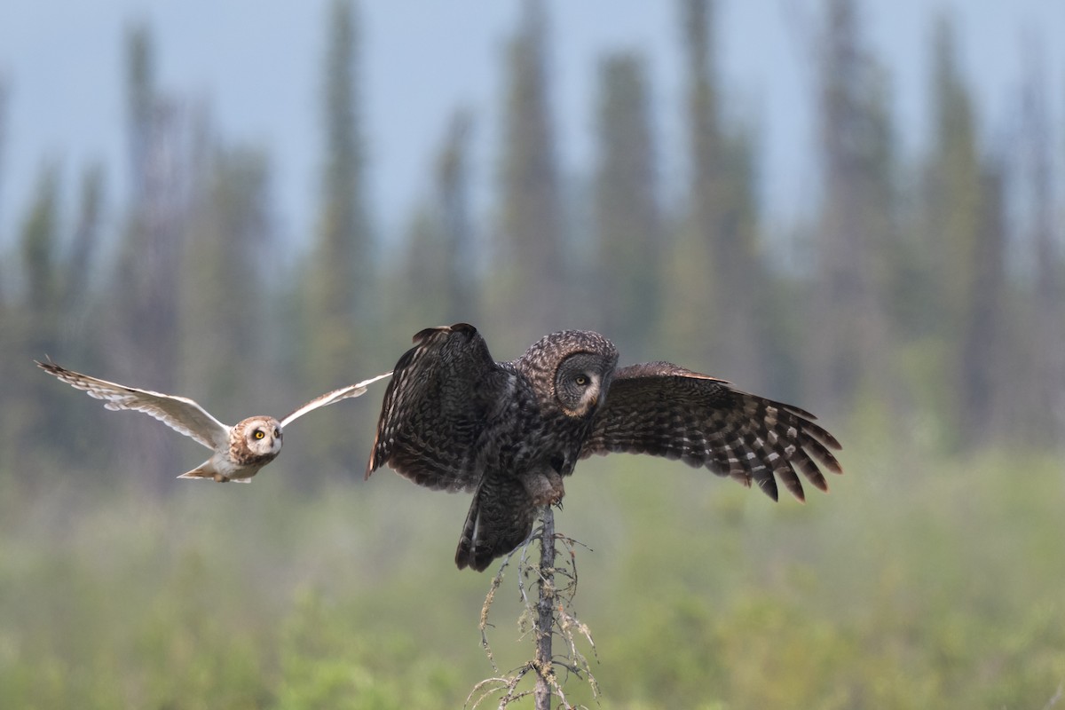 Short-eared Owl - ML638782614