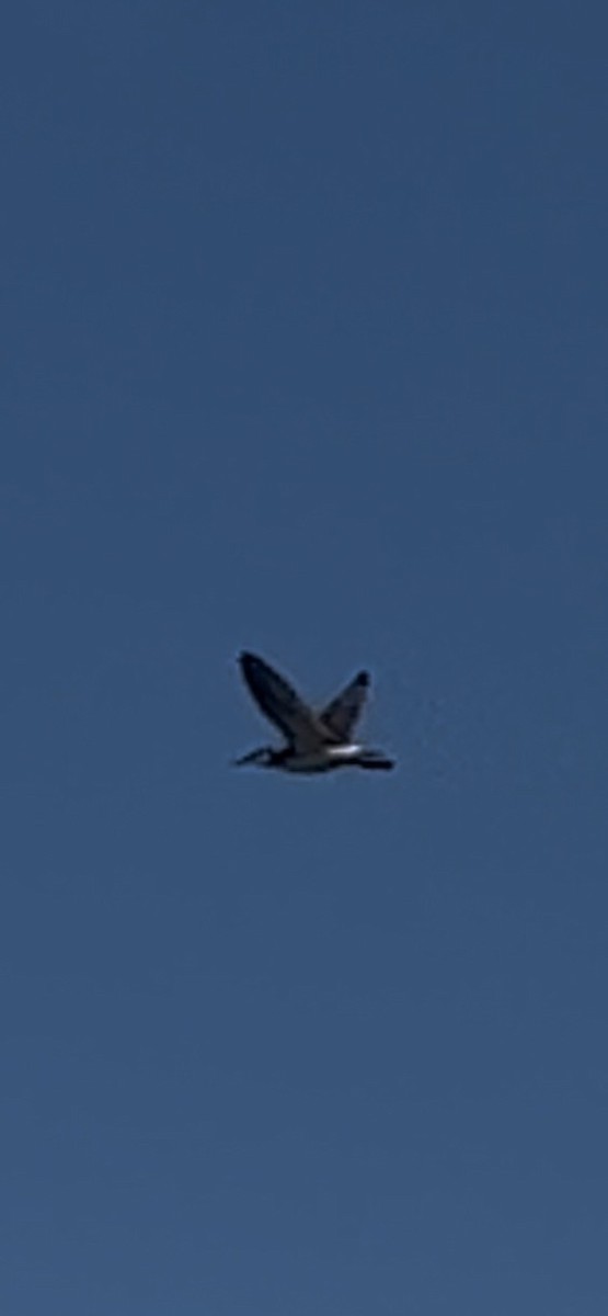 Wilson's Phalarope - ML638782620