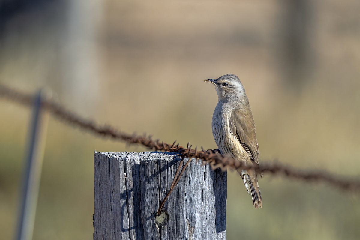 Brown Treecreeper - ML638782621