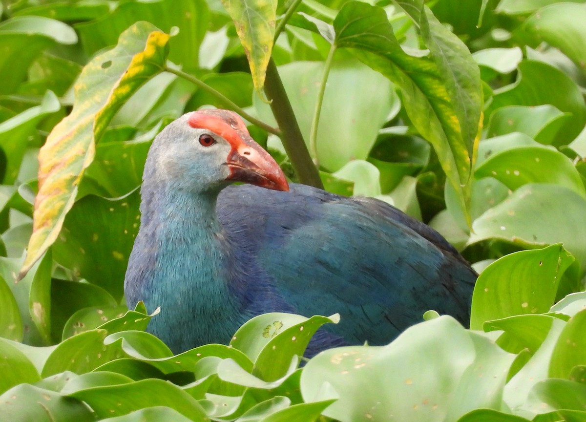 Gray-headed Swamphen - ML638782624