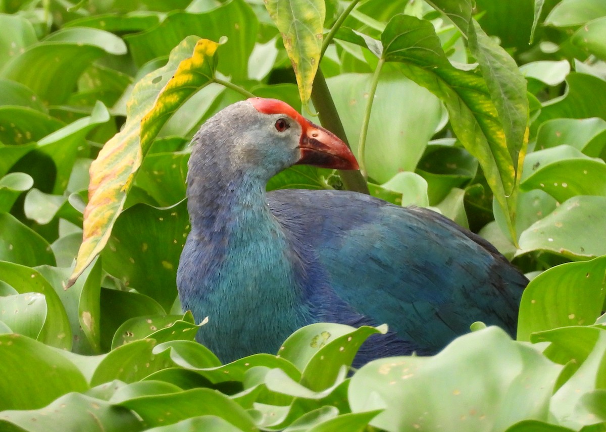 Gray-headed Swamphen - ML638782625