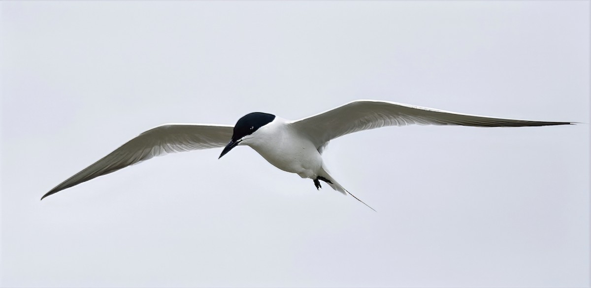 Gull-billed Tern - ML638782626
