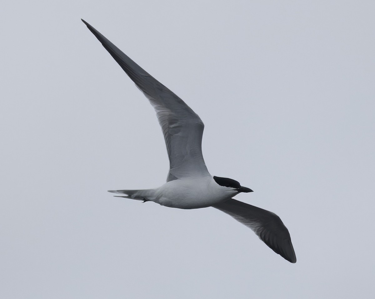 Gull-billed Tern - ML638782627