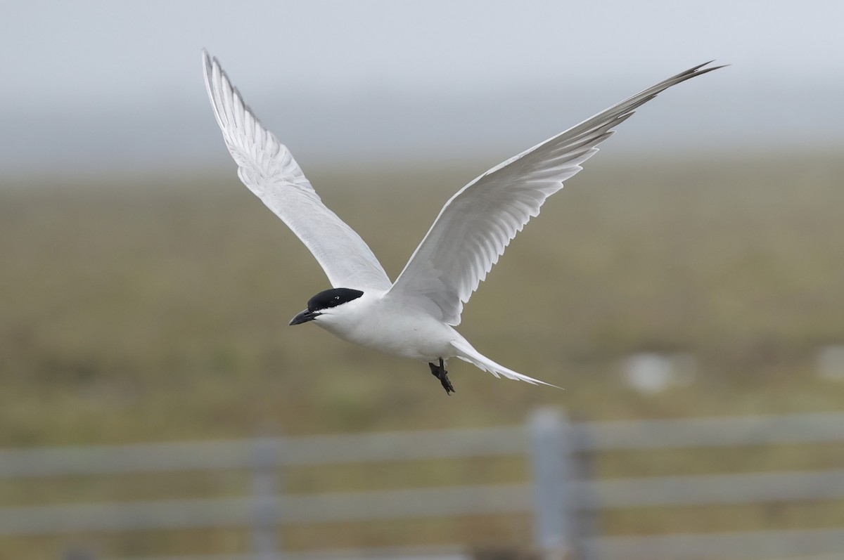 Gull-billed Tern - ML638782628