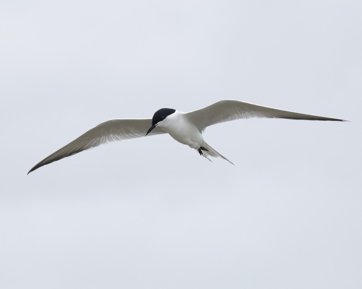 Gull-billed Tern - ML638782629
