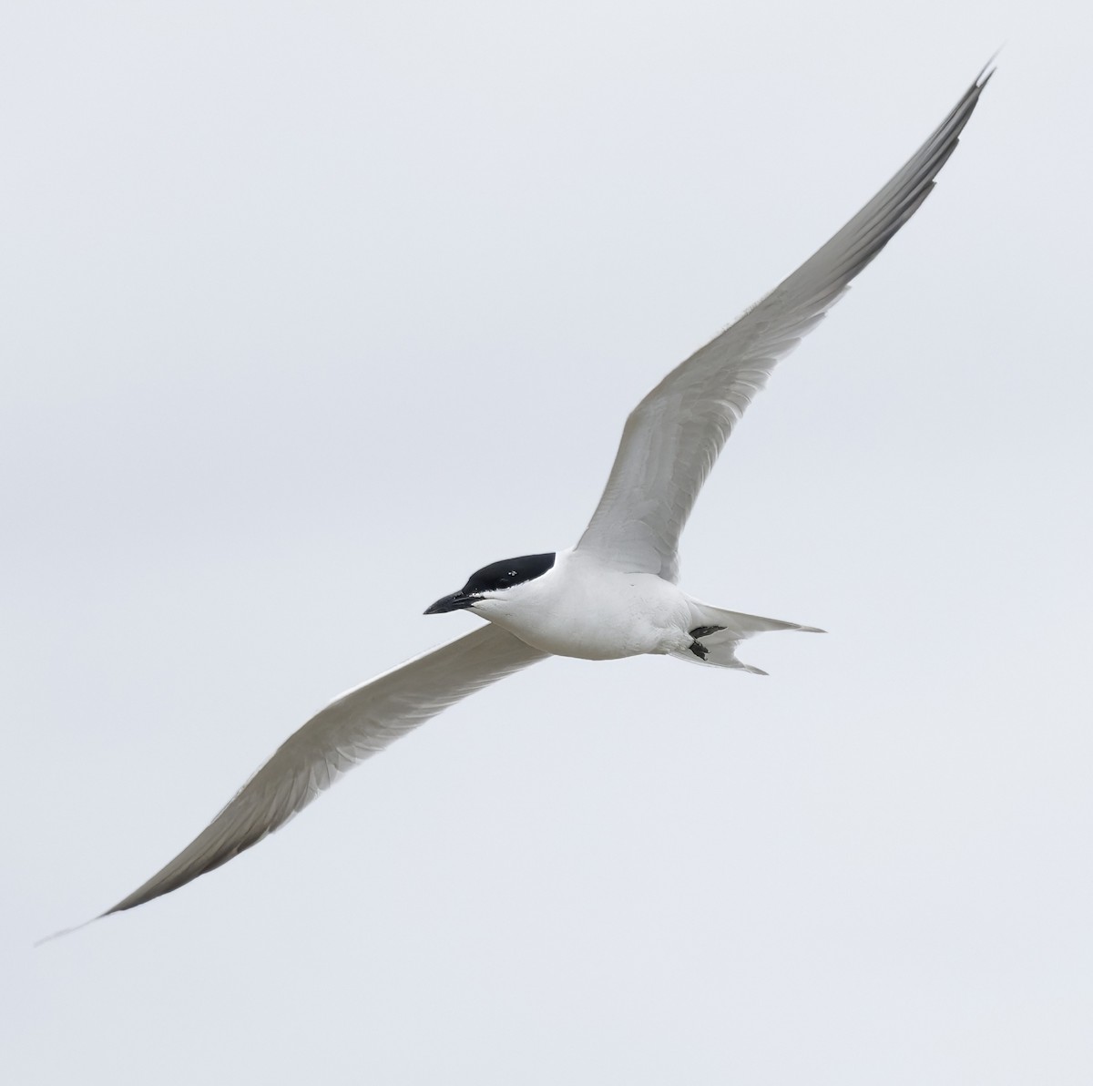 Gull-billed Tern - ML638782631