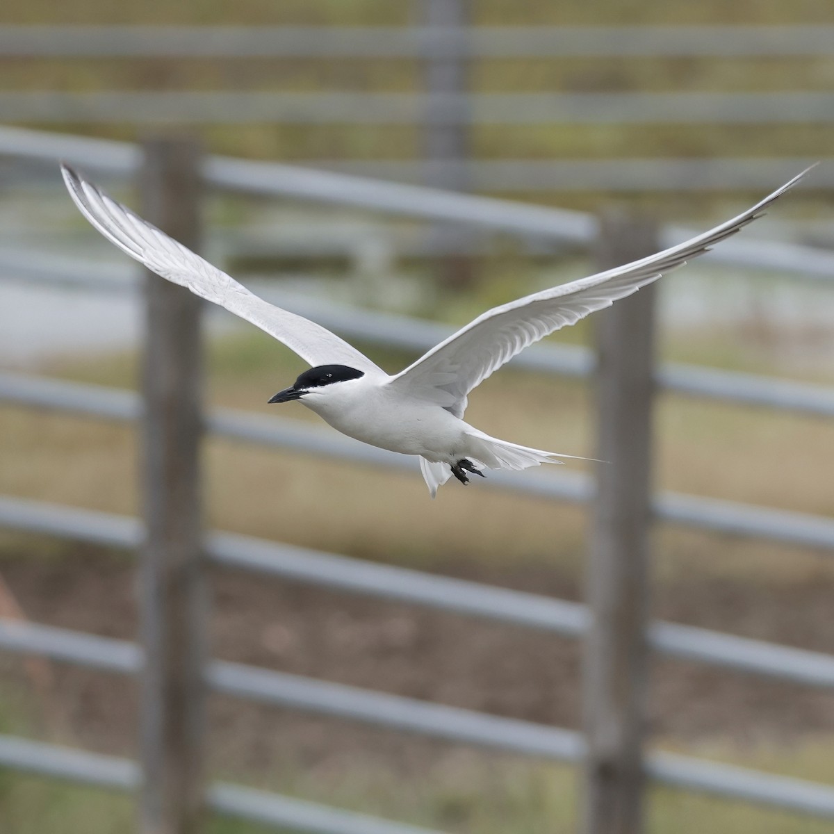Gull-billed Tern - ML638782632
