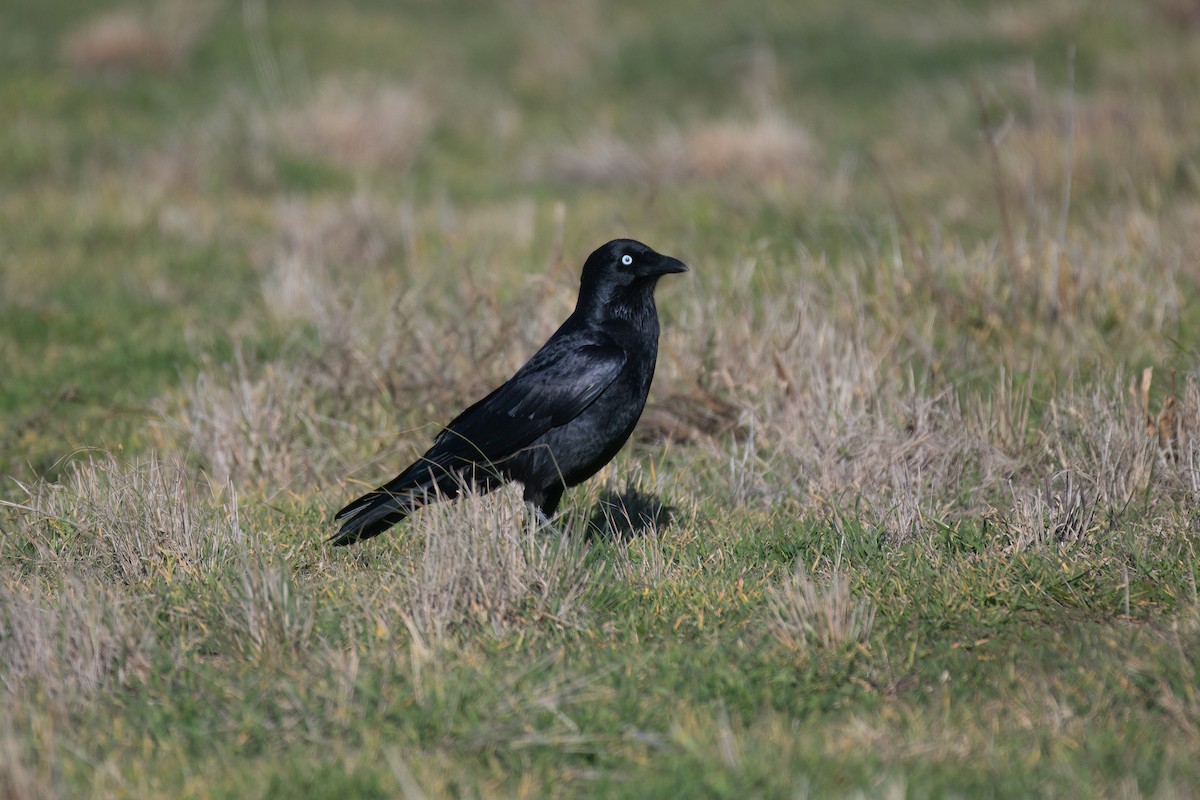 Little Raven - ML638782639