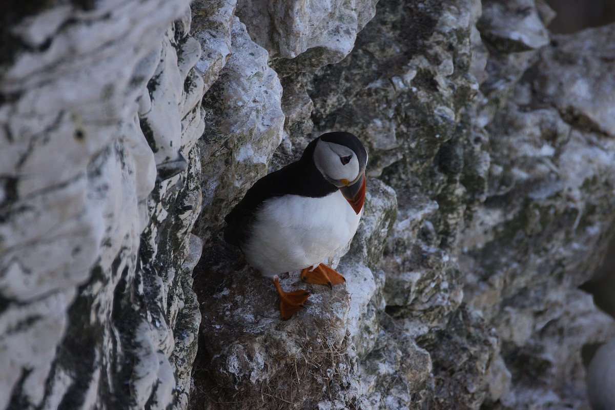 Atlantic Puffin - ML638782640
