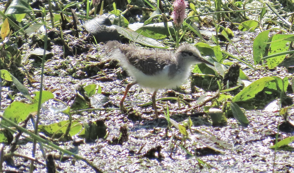 Spotted Sandpiper - ML638782641