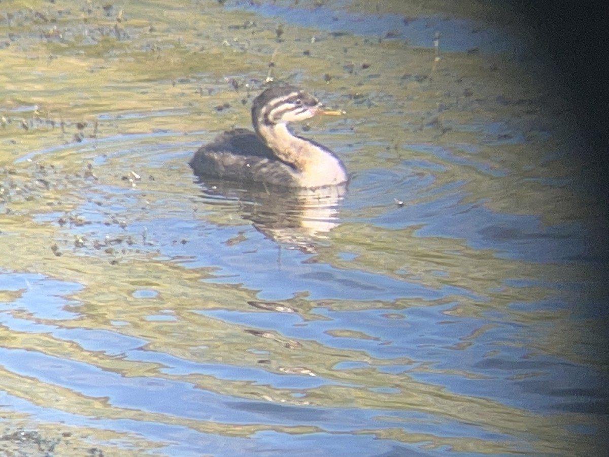 Red-necked Grebe - ML638782643