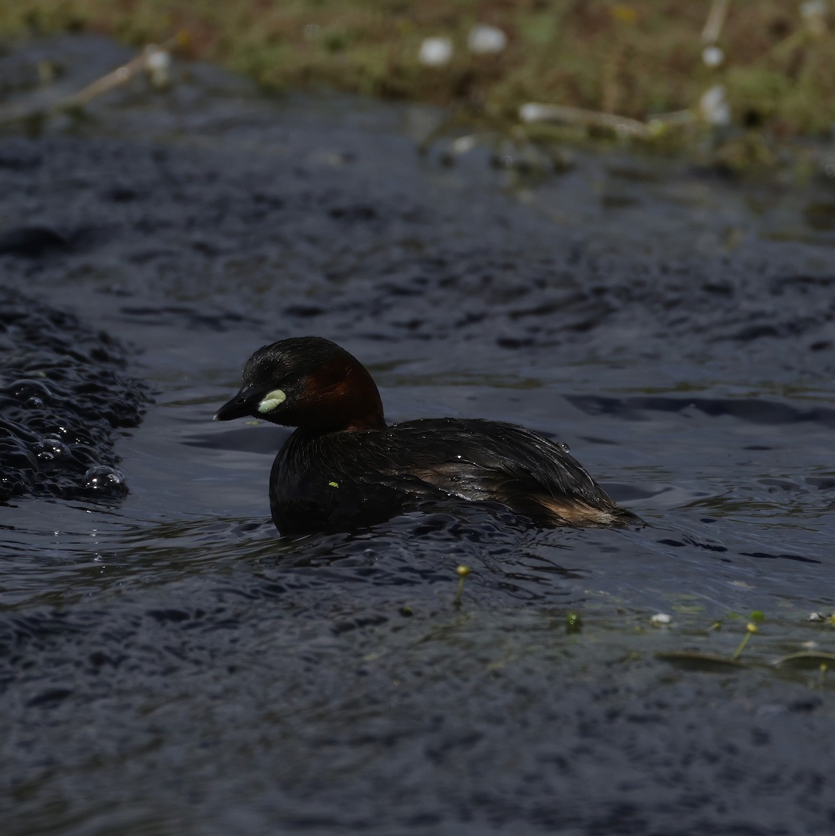 Little Grebe (Little) - ML638782646