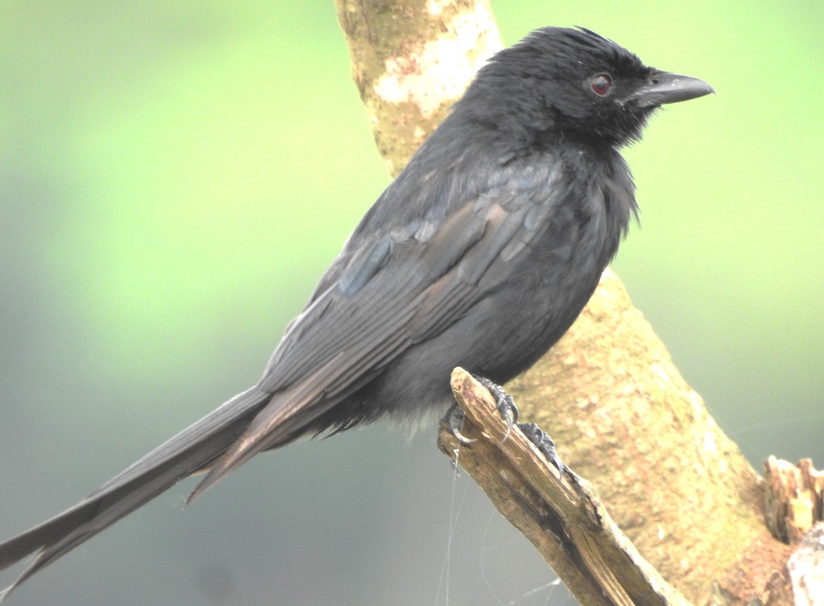 Black Drongo - ML638782649