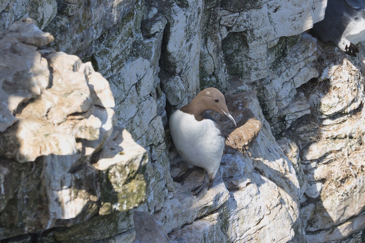 Common Murre - ML638782654