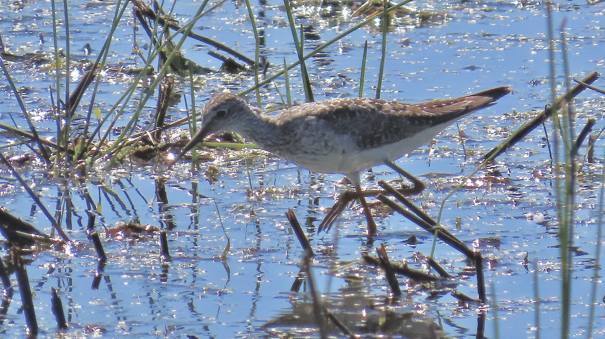 Lesser Yellowlegs - ML638782655