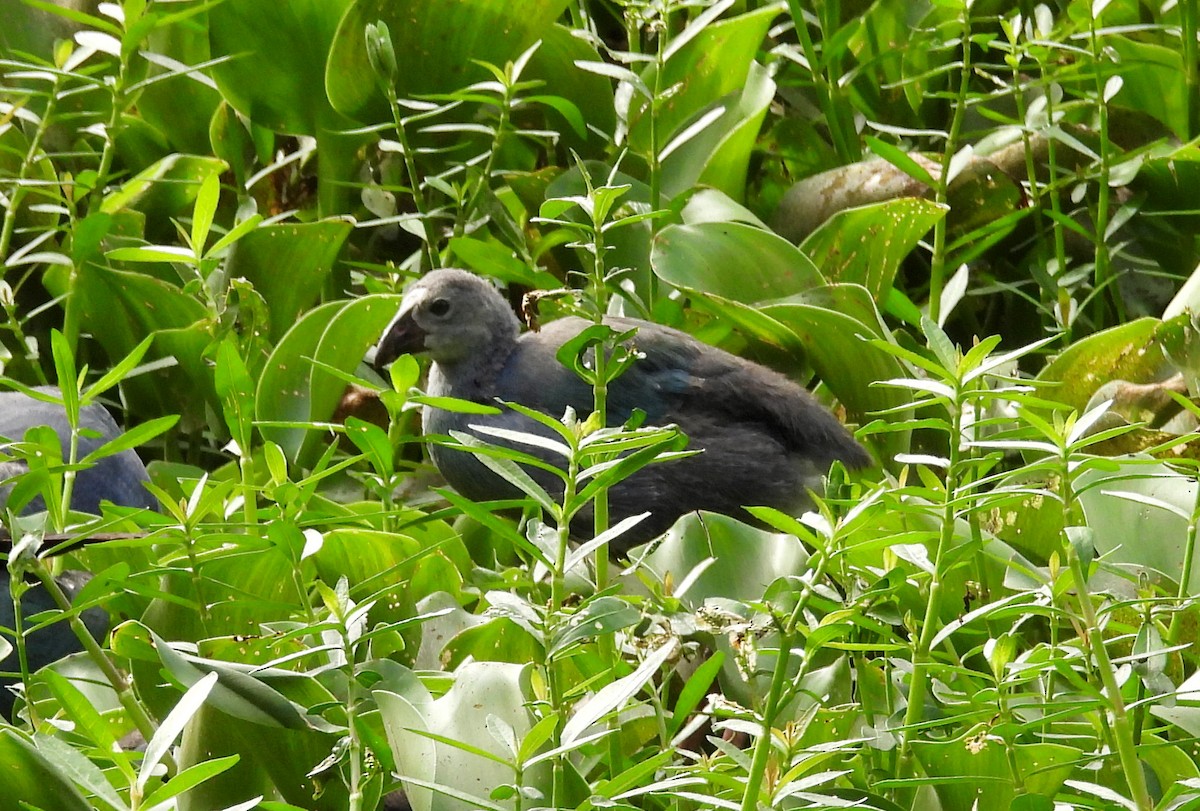 Gray-headed Swamphen - ML638782657