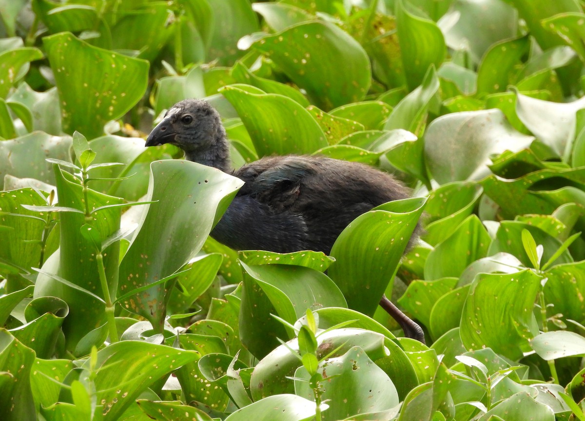 Gray-headed Swamphen - ML638782658