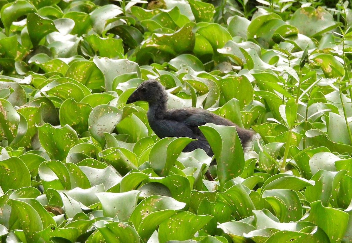 Gray-headed Swamphen - ML638782659
