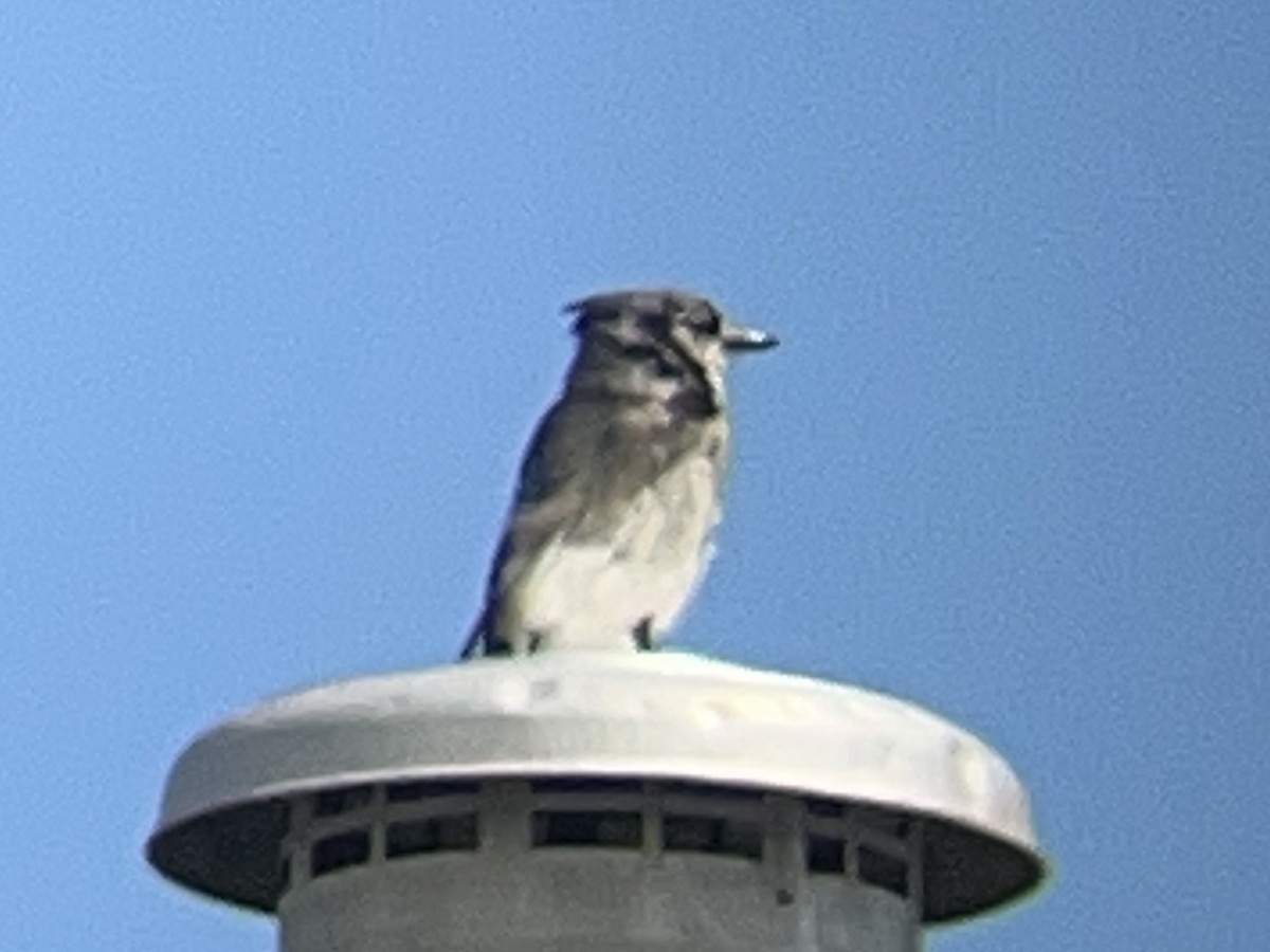 Blue Jay - ML638782660