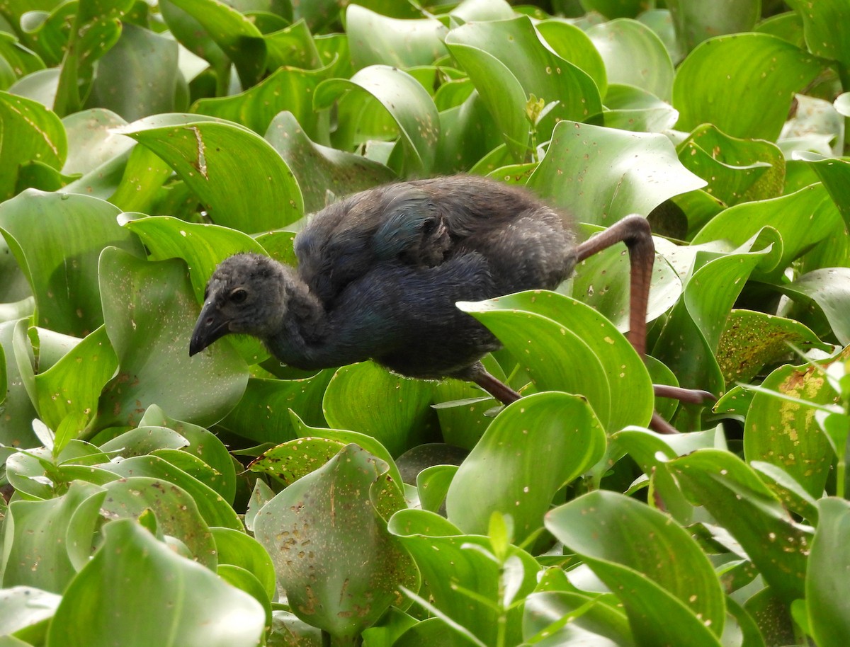 Gray-headed Swamphen - ML638782661