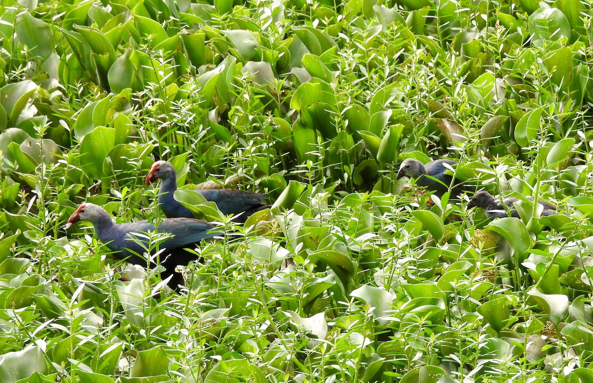 Gray-headed Swamphen - ML638782662