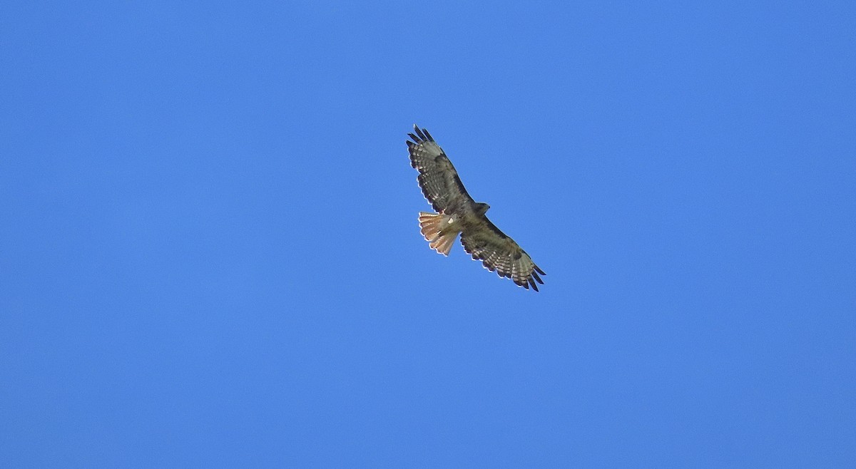 Red-tailed Hawk - ML638782663