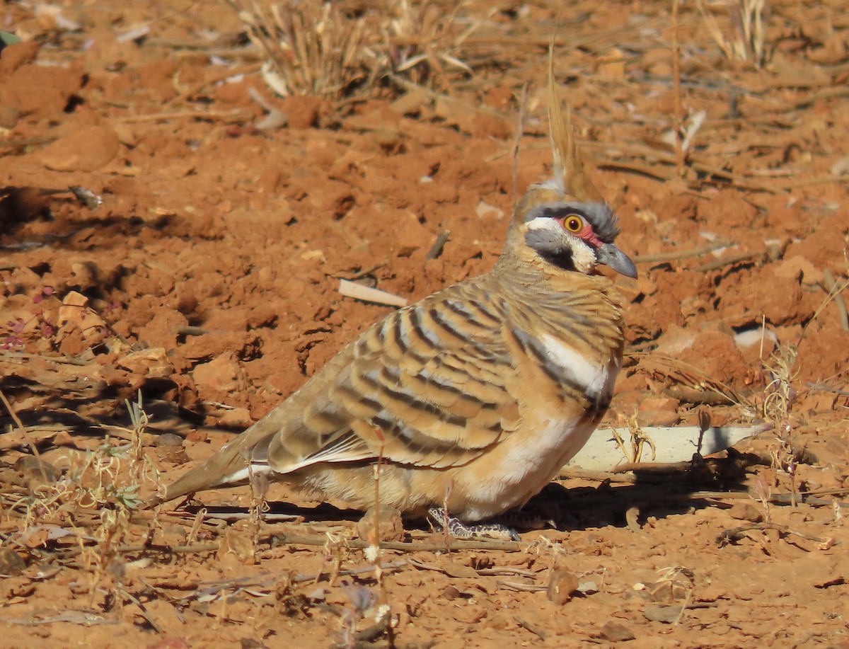 Spinifex Pigeon - ML638782666