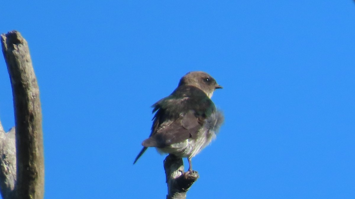 Violet-green Swallow - ML638782669