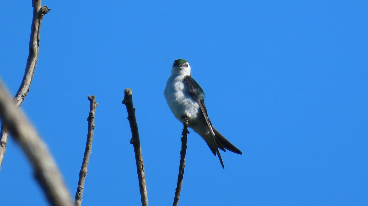 Violet-green Swallow - ML638782670