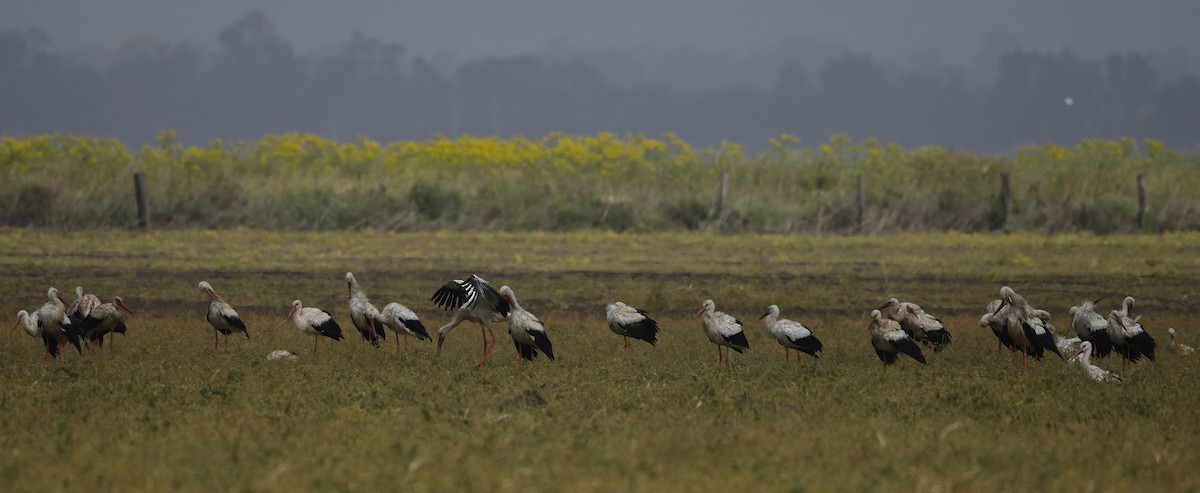 White Stork - ML638782671