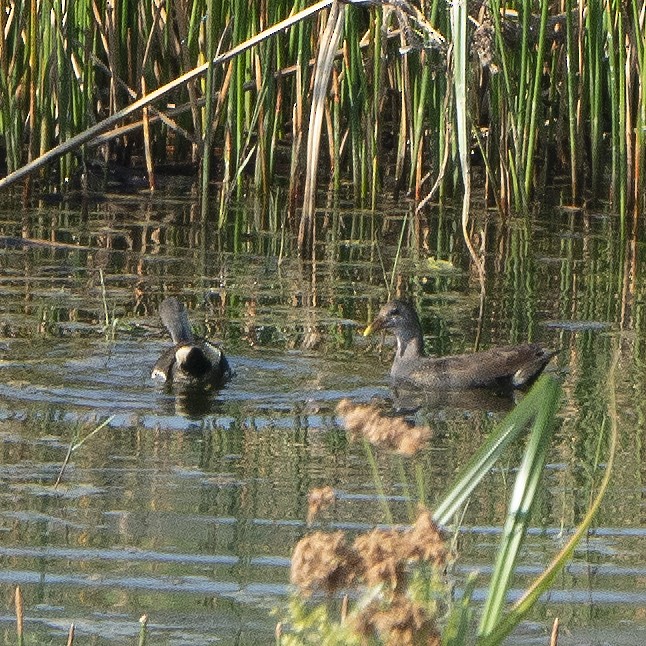 Eurasian Moorhen - ML638782674